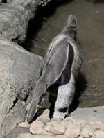 　江戸川区自然動物園のオオアリクイ＝東京都江戸川区