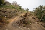 面規模で樹木が伐採された城山大師側からの登城路。左上に本丸の石垣が見える＝米子市久米町の米子城跡