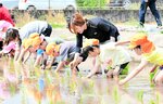 田んぼの感触を楽しみながら丁寧に手植えしていく園児たち