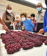  デラウェアの着色や粒ぞろいなどを確認する生産者ら＝２９日、北栄町江北のＪＡ鳥取中央北条支所 