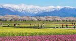 　残雪をかぶった北アルプスを背に、桜、菜の花、チューリップが咲きそろう「春の四重奏」の風景＝２０２０年４月、富山県朝日町（一般社団法人　朝日町観光協会提供）