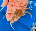 甲羅幅が３．５㌢まで成長したズワイガニ＝豊岡市瀬戸