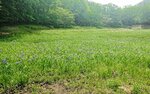 紫色の花を咲かせたカキツバタ群落＝２０１８年５月末、岩美町唐川（町提供）
