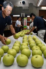 持ち込まれた梨を等級ごとに並べる関係者ら＝２０日、湯梨浜町中央公民館