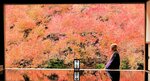 色づいたドウダンツツジが特殊加工した床の合板に反射し、水面に浮かんだような情景を見せている＝１４日、兵庫県豊岡市但東町相田の安国寺