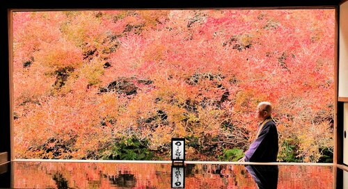 色づいたドウダンツツジが特殊加工した床の合板に反射し、水面に浮かんだような情景を見せている＝１４日、兵庫県豊岡市但東町相田の安国寺