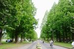 　水元公園のポプラ並木＝東京都葛飾区