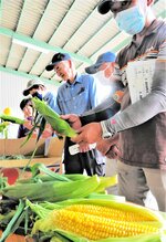 粒の詰まったスイートコーンを確かめる生産者ら＝２９日、大山町赤坂の大山青果物集出荷予冷センター