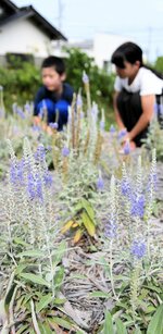涼やかな青紫色の花を咲かせるトウテイラン＝３０日、湯梨浜町橋津のトウテイランの里