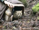 　野生復帰訓練を終え、ケージから出るツシマヤマネコの「ひかり」＝４月、長崎県対馬市