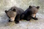 　のぼりべつクマ牧場で１月に生まれ、名前が決まったエゾヒグマの「アシリ」（左）と「ルイ」＝１８日、北海道登別市