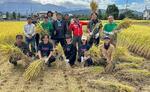 　愛媛県東温市の耕作放棄地で栽培した稲を刈り取る山陽物産の関係者ら＝２０２４年１０月