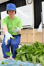 収穫したタデアイを一本ずつ葉と茎に分ける生徒