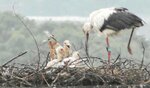人工巣塔でひなを育てるコウノトリ＝２日、八頭町内（八頭町教委提供）