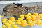 ゆず湯に入り気持ちよさそうに目を細めるカピバラの「なごみ」＝２１日、鳥取県米子市岡成の大山トム・ソーヤ牧場 