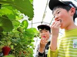 イチゴ狩りを楽しむ児童ら＝１９日、北栄町西園の北栄ドリーム農場