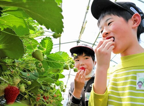 イチゴ狩りを楽しむ児童ら＝１９日、北栄町西園の北栄ドリーム農場