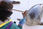 　職員から健康状態のチェックを受けるゴマフアザラシ＝１月、北海道紋別市
