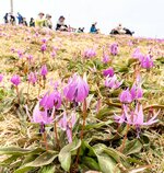 反り返るようにしてかれんな花を咲かせるカタクリ＝２０日、船通山山頂