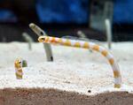 　チンアナゴの仲間、ニシキアナゴ＝東京都墨田区のすみだ水族館