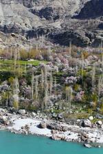 　エメラルドグリーンのインダス川支流沿いに咲くアンズの花＝２０２５年４月、パキスタン北部ギルギット・バルティスタン地域（共同）