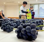黒々とした大粒のピオーネや巨峰の出来栄えを確かめる生産者ら＝２５日、北栄町江北のＪＡ鳥取中央北条支所