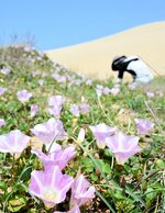 薄紅色の花を咲かせたハマヒルガオ＝２０日、鳥取市福部町湯山の鳥取砂丘