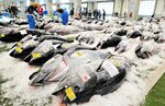 初競りを前にずらりと並べられたクロマグロ＝５月２５日、境港市昭和町の県営境港水産物地方卸売市場