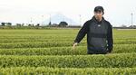 　新茶を確認する知覧茶オーガニック研究会の前原翔太会長＝２０２５年３月、鹿児島県南九州市