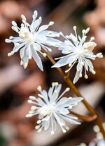 かれんな白い花が見頃を迎えている湊山のセリバオウレン