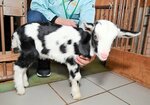 【まるで乳牛】牛ですか、いいえ、ヤギです