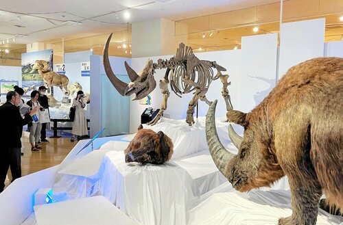 チベットケサイの全身骨格復元標本や生体復元モデルが並ぶ展示会場