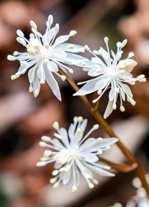 かれんな白い花が見頃を迎えている湊山のセリバオウレン