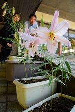 辺りに甘い香りを漂わせる宙ユリ＝１７日、湯梨浜町藤津のあやめ池スポーツセンター