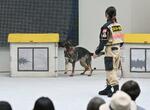 　人とペットとの共生の在り方を探るイベントで、訓練を実演する災害救助犬＝２７日午後、大阪市此花区の夢洲