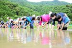 丁寧に手植えで作業する参加者ら（提供）
