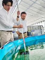 　ＡＩでエビの体長を計測するため、プールに水中カメラを沈めるアイエンター社員（左）と幾川雅統さん＝２月、千葉県木更津市