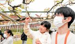 梨の交配作業を体験する参加者＝１２日、倉吉市駄経寺町のエースパックなしっこ館