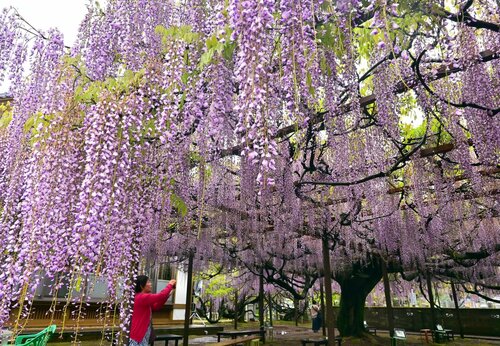 見頃を迎えたフジ＝３０日、鳥取県大山町古御堂の住雲寺