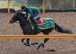 　桜花賞に向け、調整するアルマヴェローチェ＝栗東トレーニングセンター