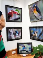 野鳥のさまざまな表情を捉えた作品が展示された会場
