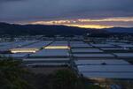 　高知県芸西村のビニールハウス。日の出前から明かりがともり、作業が行われているハウスも＝２０２４年１月