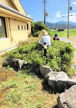 植木のせん定に汗を流すボランティアら＝１７日、新温泉町浜坂の加藤文太郎記念図書館