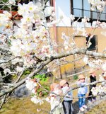 陽気に誘われ、一気に開花したカラミザクラ＝８日、倉吉市谷の源徳院