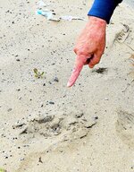 目撃現場付近に残っていたクマとみられる足跡＝１日、鳥取市福部町湯山