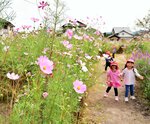 秋本番を迎え、満開の花を咲かせるコスモス＝３日、倉吉市下古川