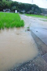 鳥取市鹿野町乙亥正の水田（午前9時30分頃撮影）
