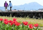 大山を背に咲く村花のチューリップ