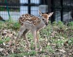 　奈良公園で今年初めて確認されたシカの赤ちゃん＝５日（奈良の鹿愛護会提供）