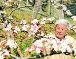 専用の筆を使って梨の交配作業に汗を流す奥西さん＝１２日、香美町香住区矢田